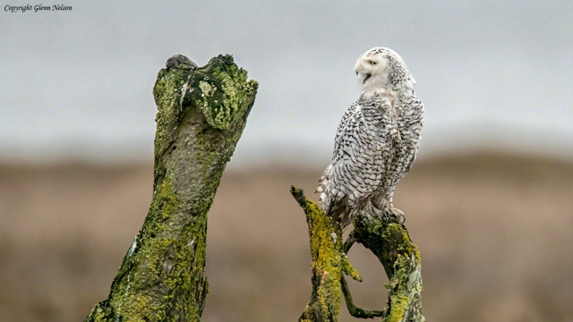Rattled, the Snowy Owl cries its intent, "I'm outta here!"