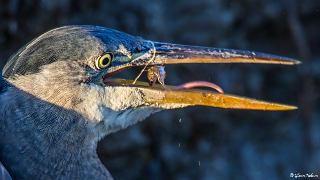 Last moments of a fish's life in the mouth of a Great Blue Heron.