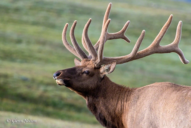 Elk along Trail Ridge Road in Rocky Mountain National Park.