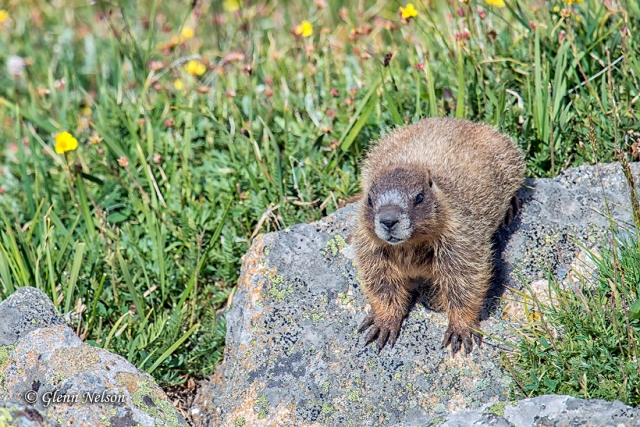 A young Yellow-Bellied Marmot along Trail Ridge Road.