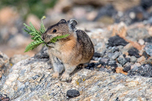 Its mouth full of winter nourishment, a Pika stops for a split second.